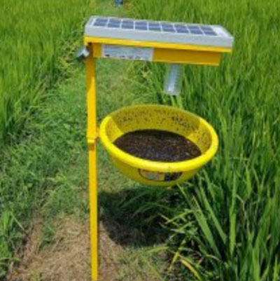 Solar insect light trap